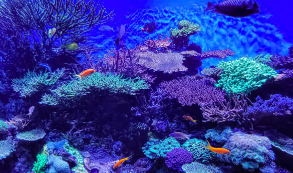 Fluorescence Experience