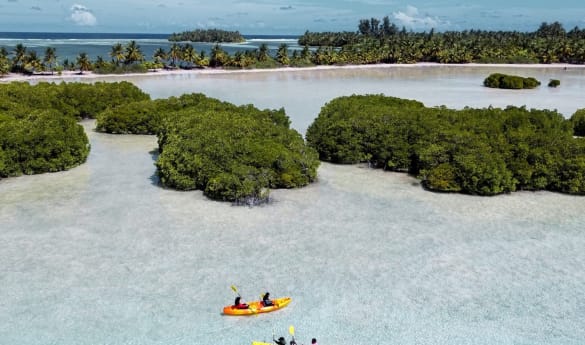 Mangrove Kayak Experience