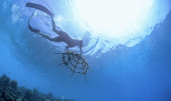 Reef Building Experience