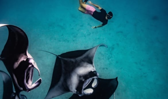 Snorkel with Manta Rays