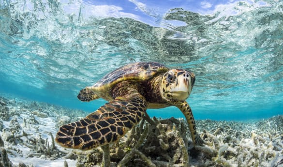 Turtle Snorkelling