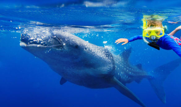 Whale shark Snorkelling