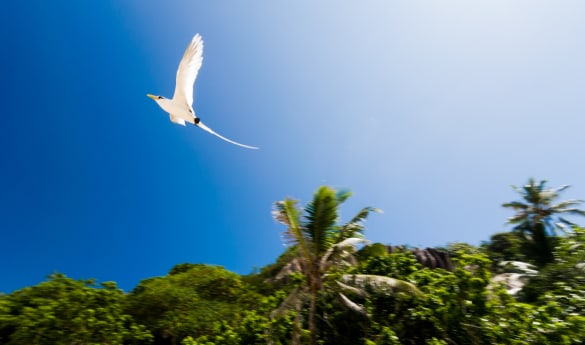 White Tailed TropicBird Experience