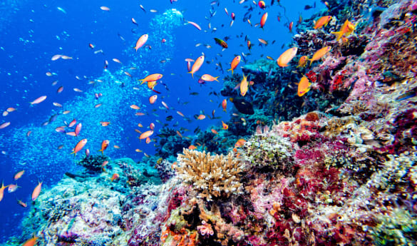 A Family Marine Adventure: Soneva Fushi & Soneva Jani