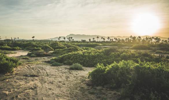 Desert Oasis Sierra La Laguna