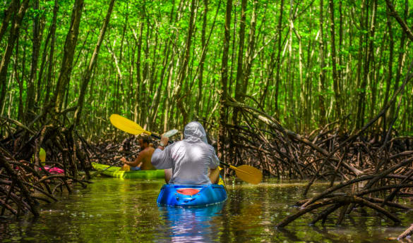 From kayak to kitchen