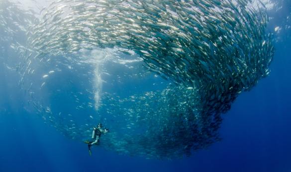 Guided Experience to Cabo Pulmo Marine Park