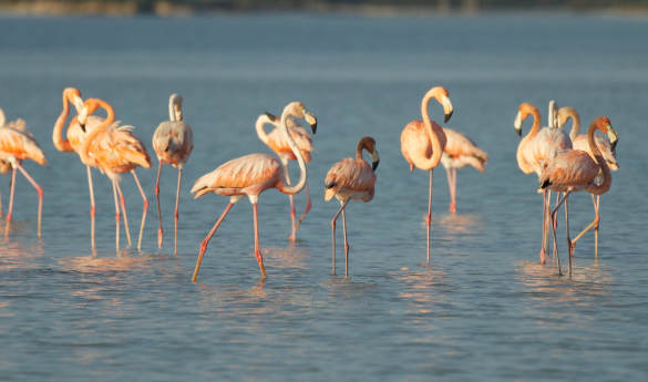 Merida Private City Tour & Celestun Biosphere Reserve
