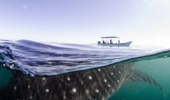 Epic Baja California