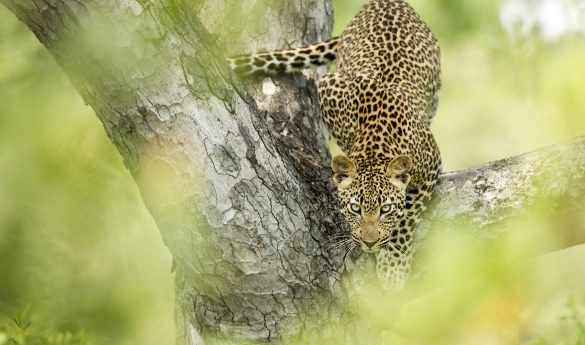 Limitless Mozambique and South Africa