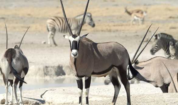 Game drive in Etosha National Park
