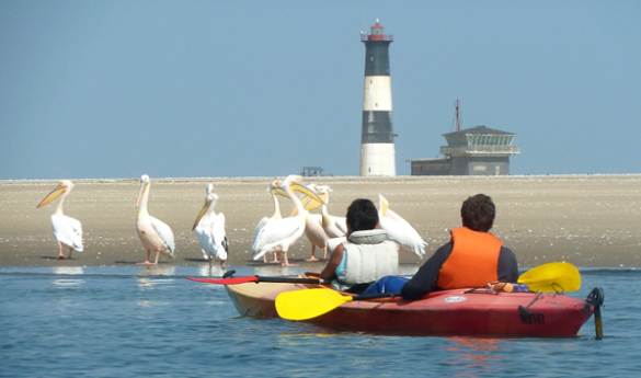 Kayaking with Seals