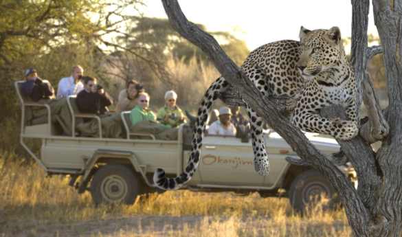 Leopard tracking at Okonjima