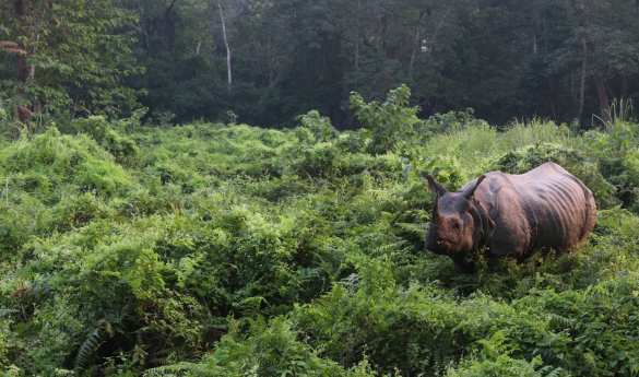 Game drives in Chitwan National Park