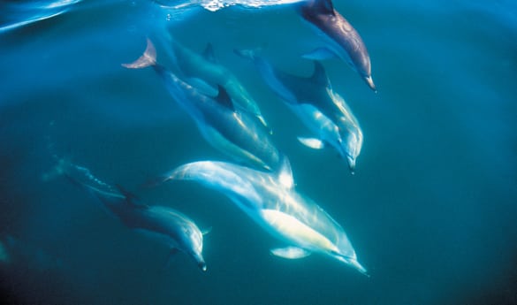 Dolphin Encounter off the coast of Kaikoura - Shared