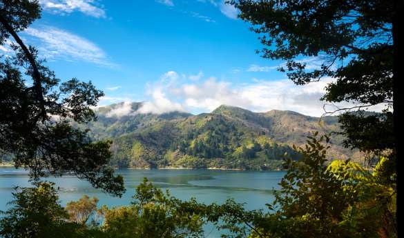 Private Guided Hike on Queen Charlotte Track