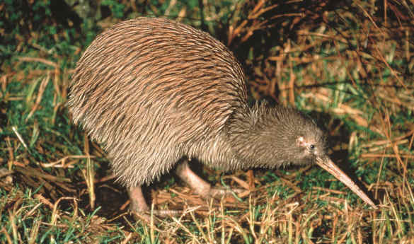 National Kiwi Hatchery Guided Tour