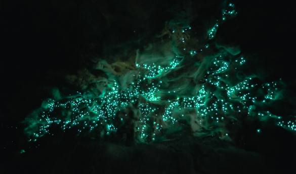 Te Anau Glowworm Caves (Shared)