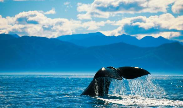 Whale watching in Kaikoura - Shared