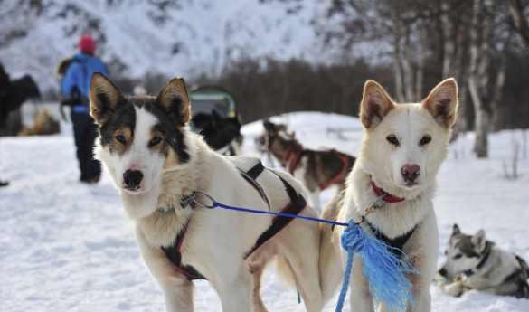 Dog Sledding Excursion