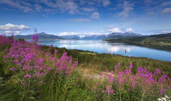 Sea safari in Northern Norway