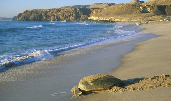 Ras al Jinz Turtle Reserve
