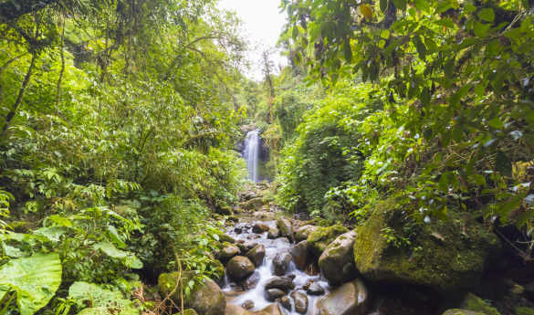 Boquete Cloud Forest waterfall hike
