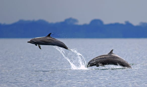 Private Dolphin Bay, Coral Cay & Red Frog Beach Experience