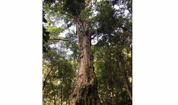 Private Giant Millenary Quercus Tree Hike