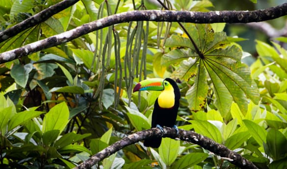Gamboa Wildlife Expedition