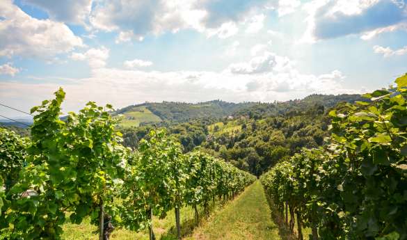 Exclusive Visit to Quinta do Vesuvio