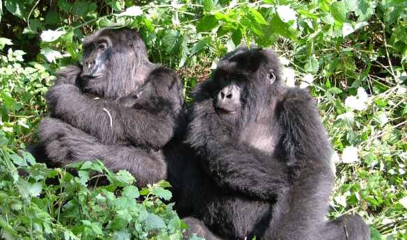 Gorilla Trekking