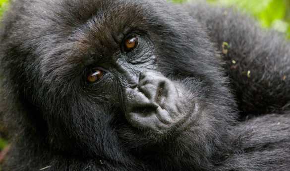 Highlights of Rwanda and South Africa