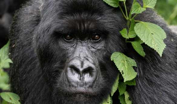 Limitless Tanzania and Rwanda