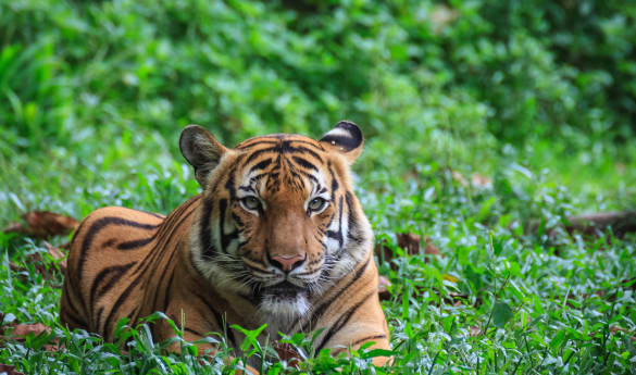 Eastern & Oriental - Wild Malaysia Day 2