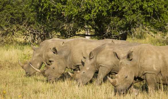 Activities at Rhino Ridge