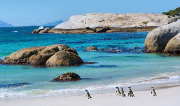 Cape Peninsula - Active