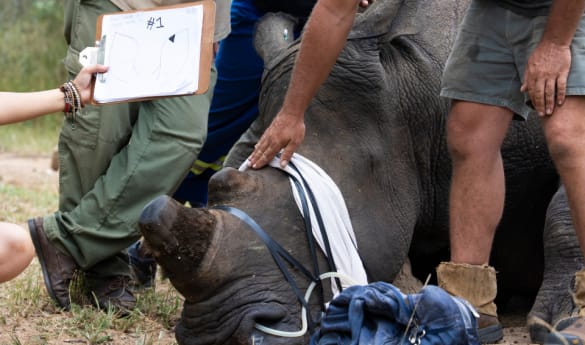 Rhino conservation experience