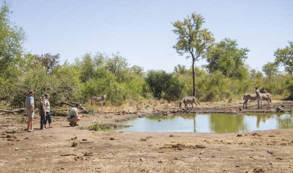 Game Drives & Bush Walks