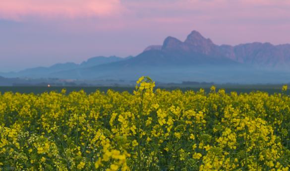 Lunch & Cellar Tour at Durbanville Hills