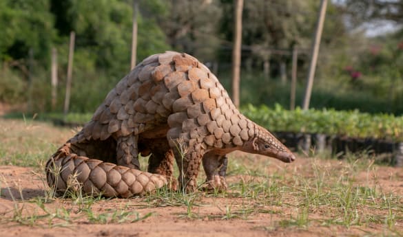 Pangolin Rehabilitation Experience