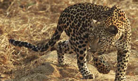Search for leopard in the Sabi Sands