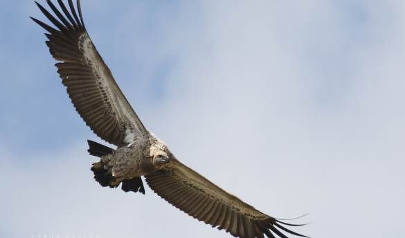 South African Birding
