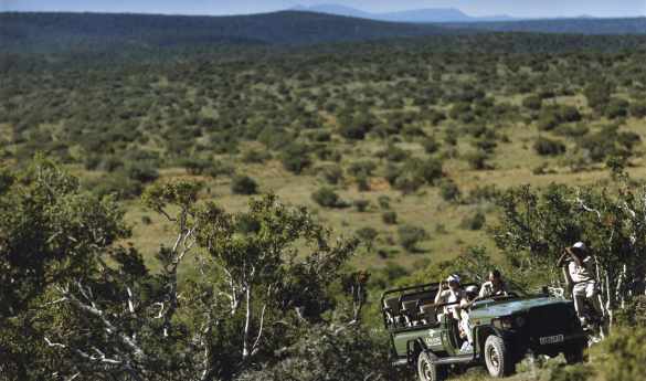 Twice Daily Game Drives