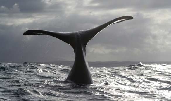 Whale watching on the Western Cape