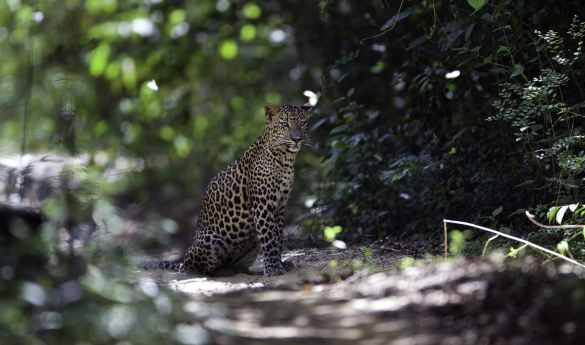 Leopard Trails - Wilpattu National Park