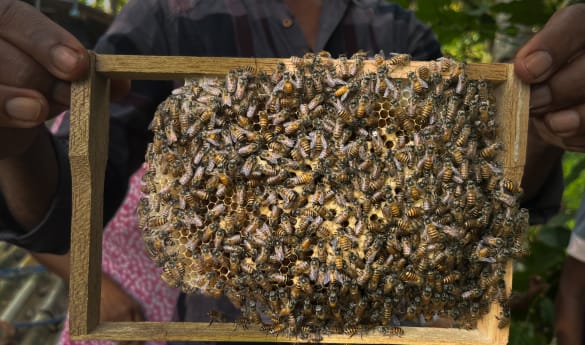 A Community Beekeeping Experience