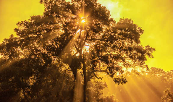 Jeep Safari - Wilpattu National Park