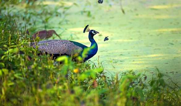 Jeep Safari at Yala National Park