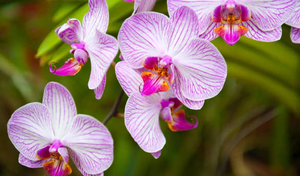 Kandy Royal Botanical Gardens
